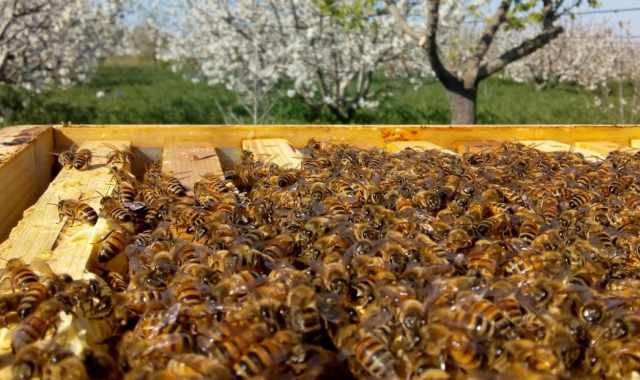 Il mondo dei 900 apicoltori pugliesi: Un buon miele? Nasce dal rispetto per l'ambiente